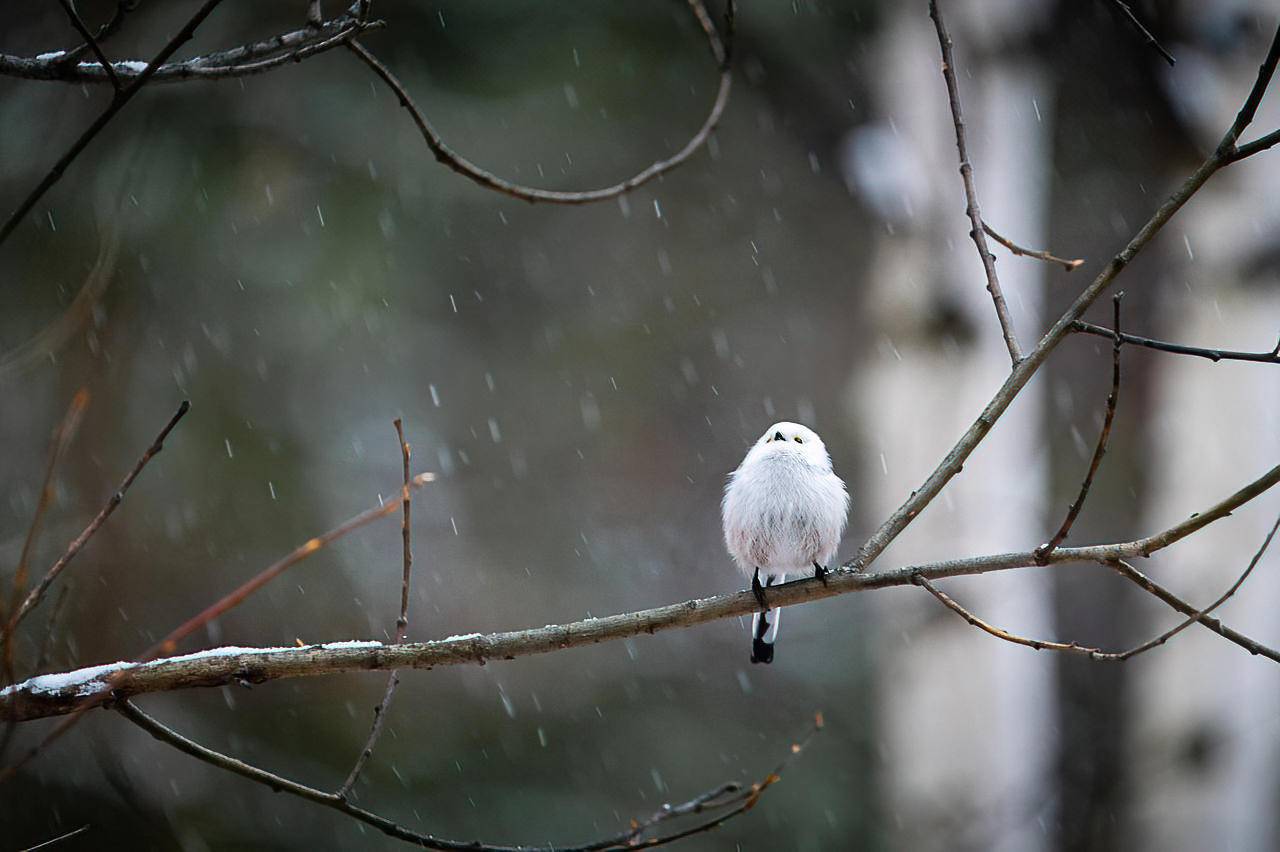 ополовник, длиннохвостая синица, синица, птица, снег, Anton