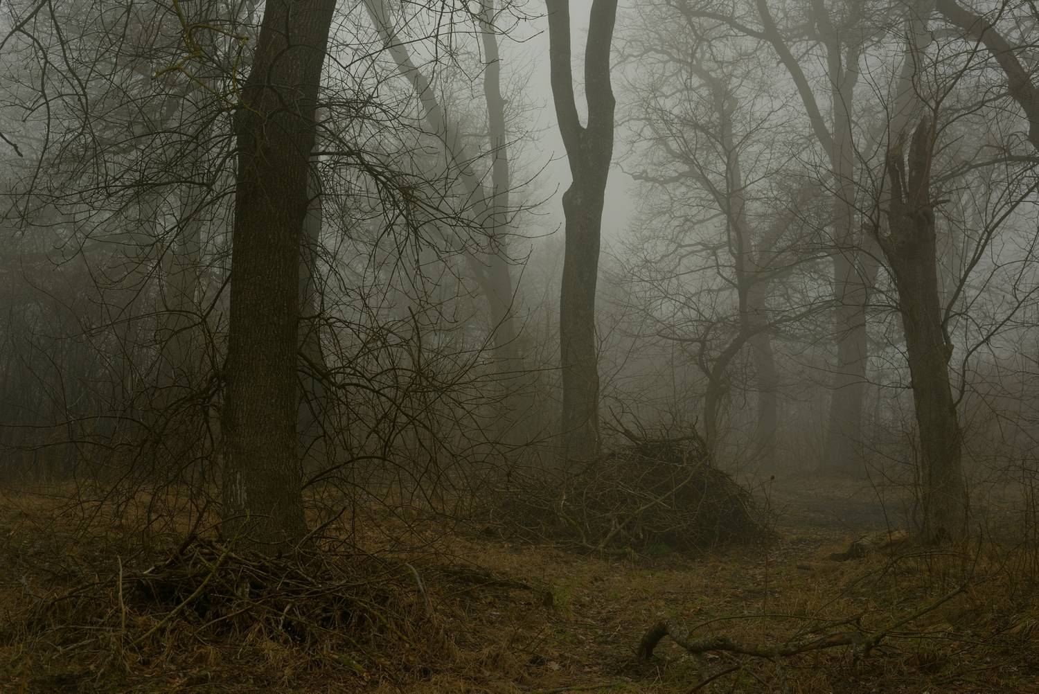 весна туман лес утро, Александр Жарников