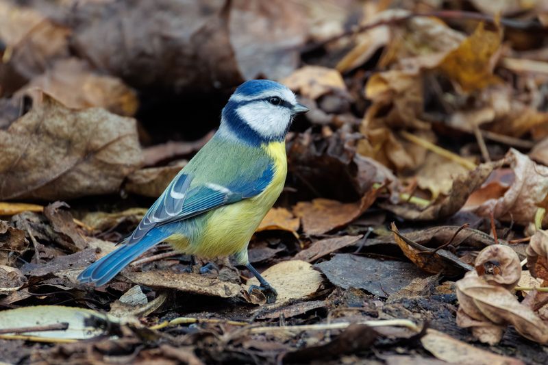 *** фото превью