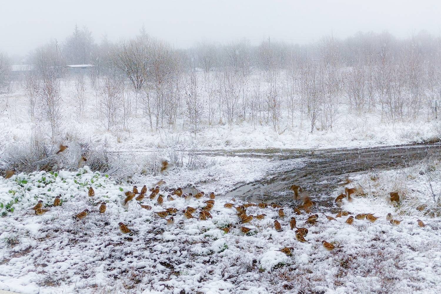 , Кондрашова Светлана