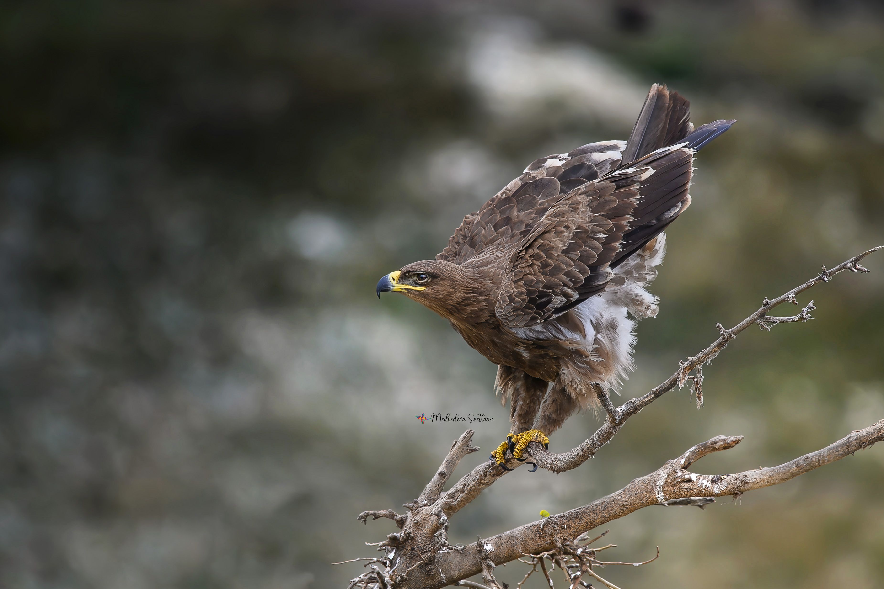 фотоохота, птица, степной орёл, осень, птицы Во всей красе. фото превью