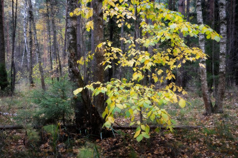 лес, деревья, листва, осень В осеннем лесу фото превью