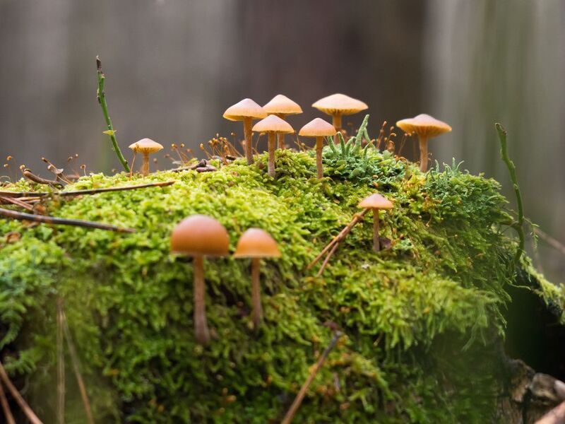 Галерина сфагновая фото превью