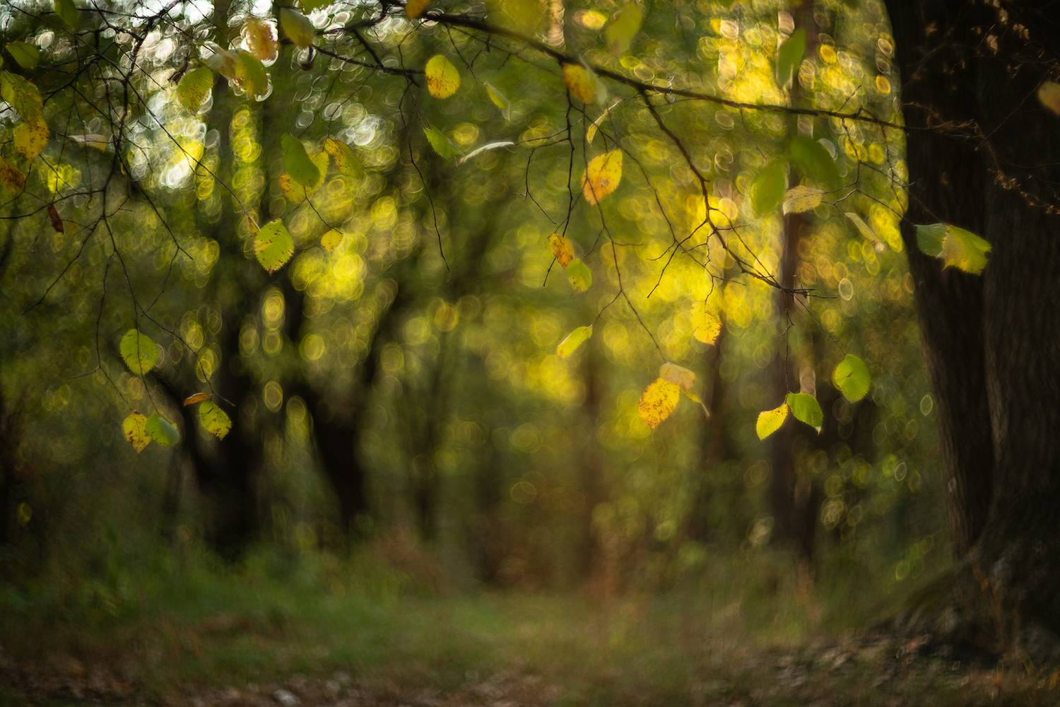осенний пейзаж,  россия, воронеж, листья, лес, свет, настроение, осень, nikon d850, гелиос-40-2 1,5/85 никон., Мещеряков Геннадий