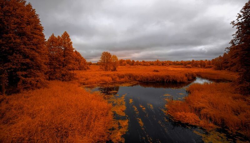 infrared, ик-фото, инфракрасное фото, инфракрасная фотография, пейзаж, лето Пасмурный август фото превью