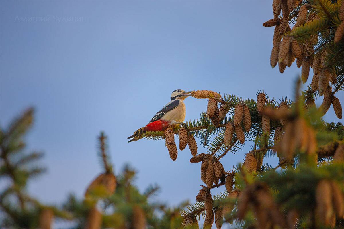 , Чудинин Дмитрий