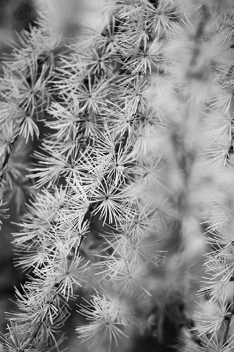 , Чудинин Дмитрий