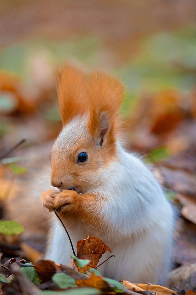 , Чудинин Дмитрий