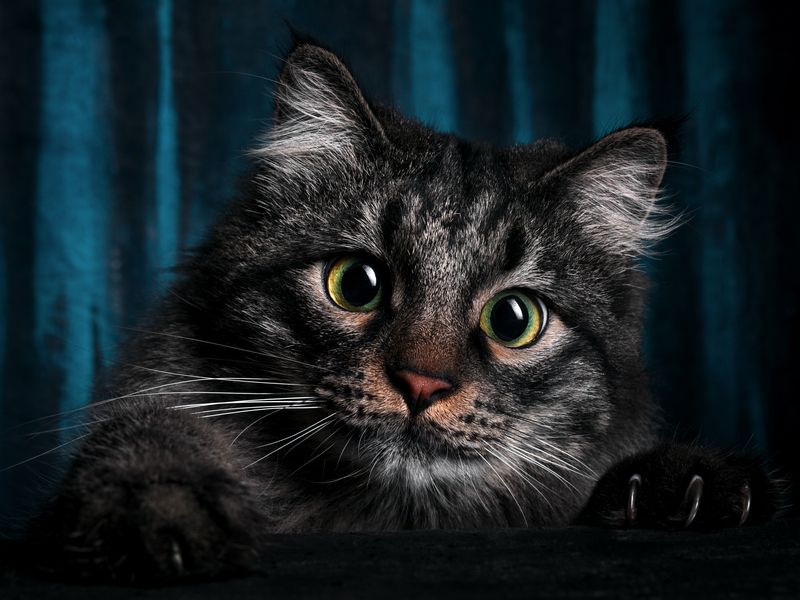 Martin фото превью