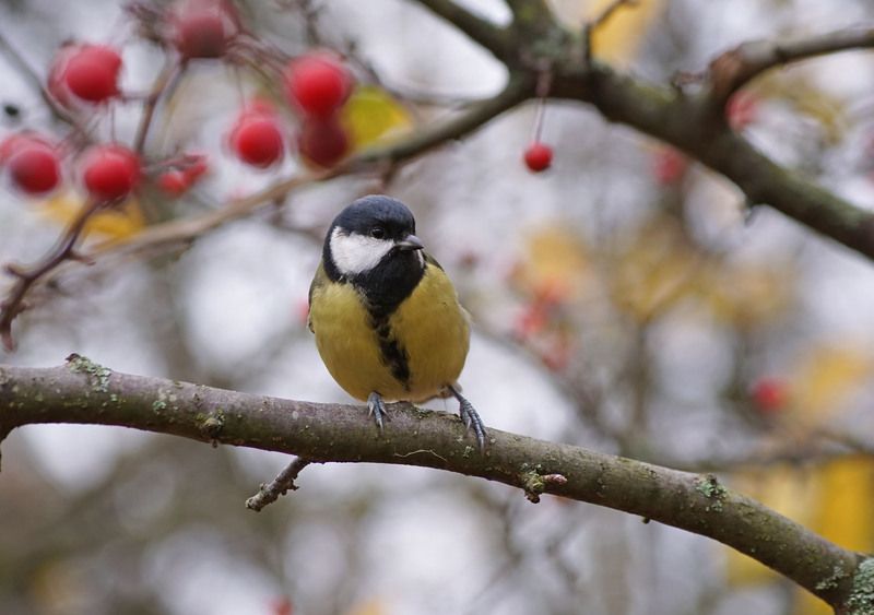 Синица фото превью