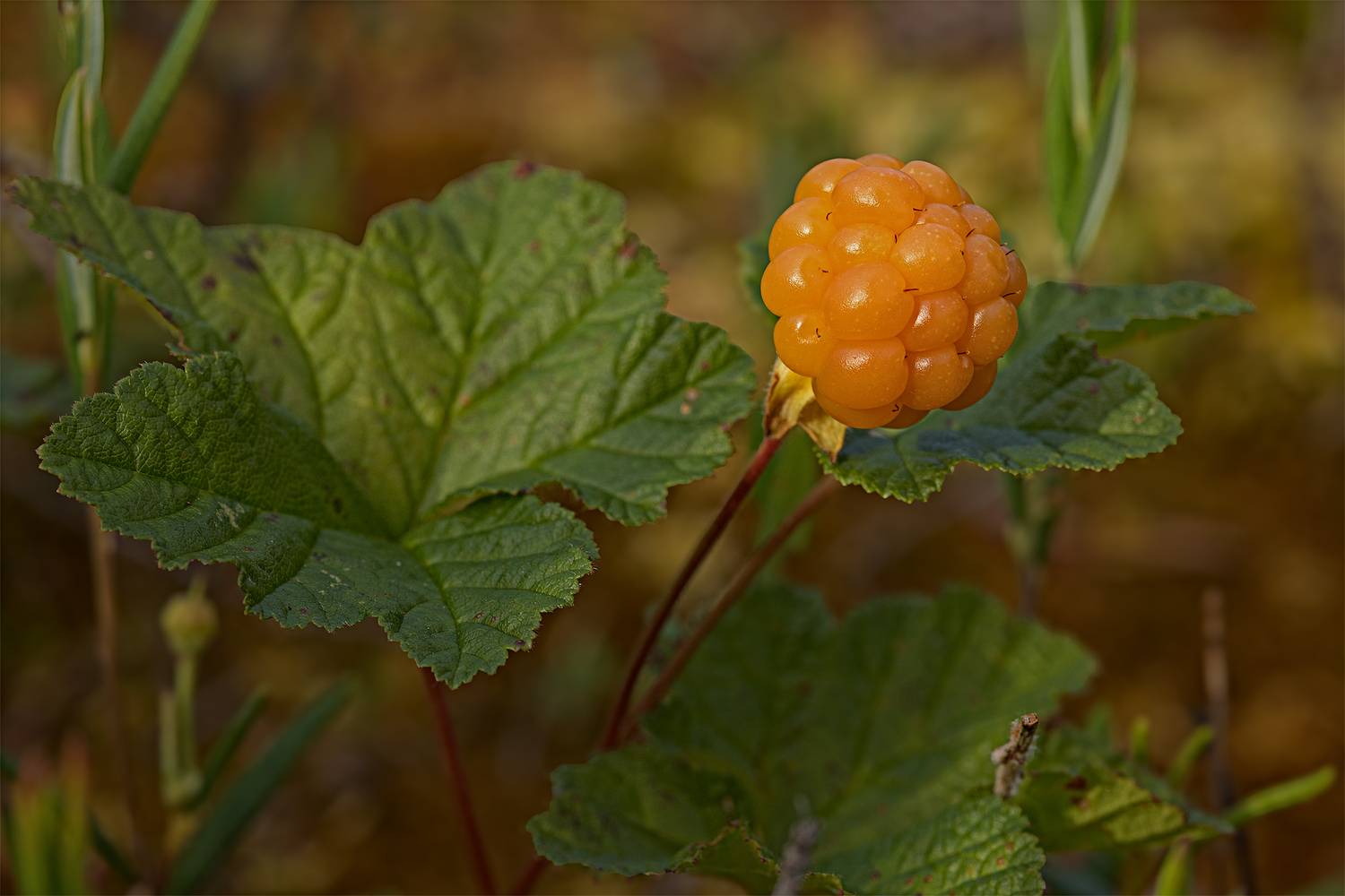 , Михайлова Елена