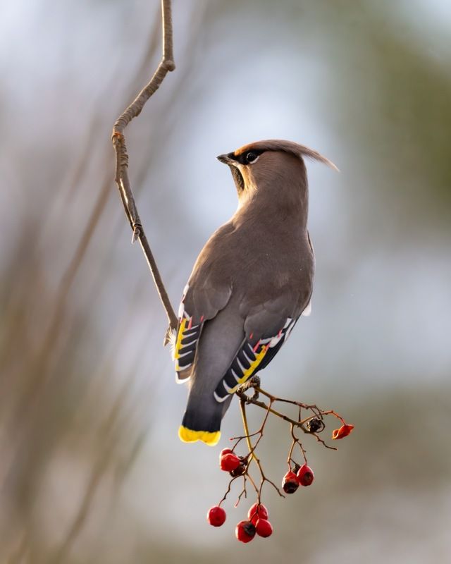 рябина, свиристель, птицы Свиристель фото превью