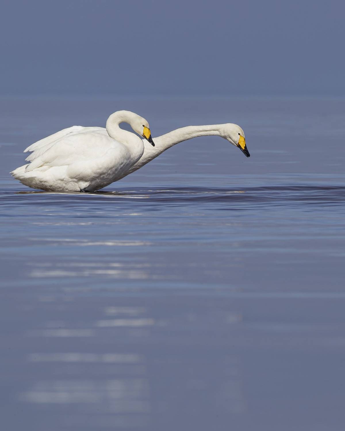 лебедь-кликун, лебедь кликун, лебедь, кликун, Ruslan Pl