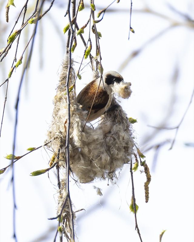 ремез, птицы Ремез-строитель фото превью
