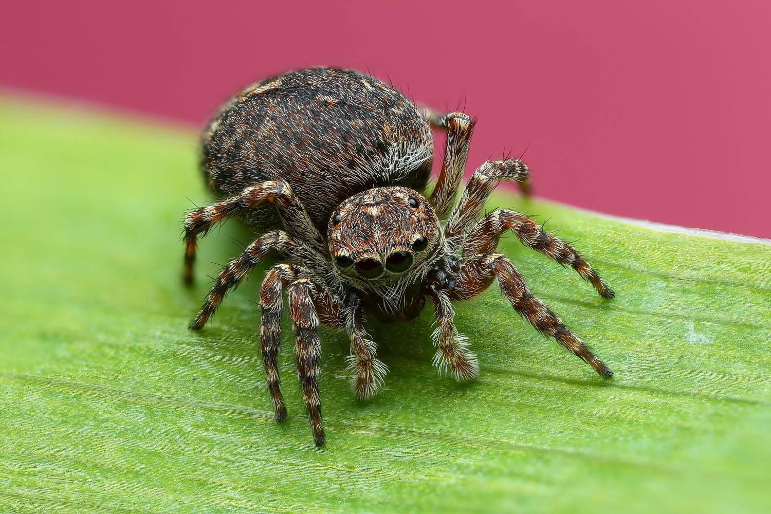 макро, природа, животное, растение, цвет, фото, розовый, паук, трава, Шаповалов Андрей
