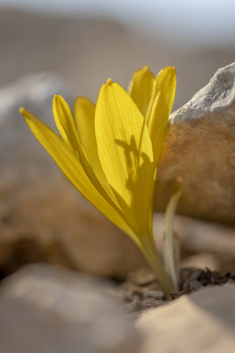 macro, flowers, plants, nature, spring, red, grass, Nikolay Tatarchuk