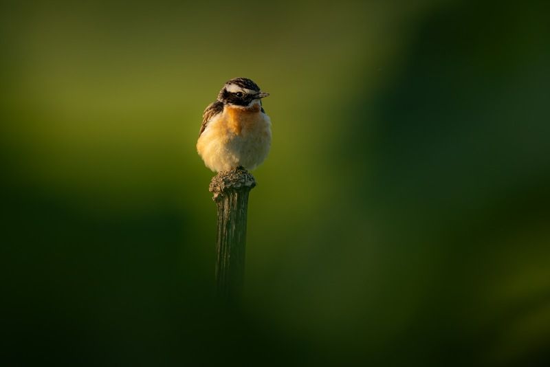 луговой чекан, чекан, птицы Луговой чекан фото превью