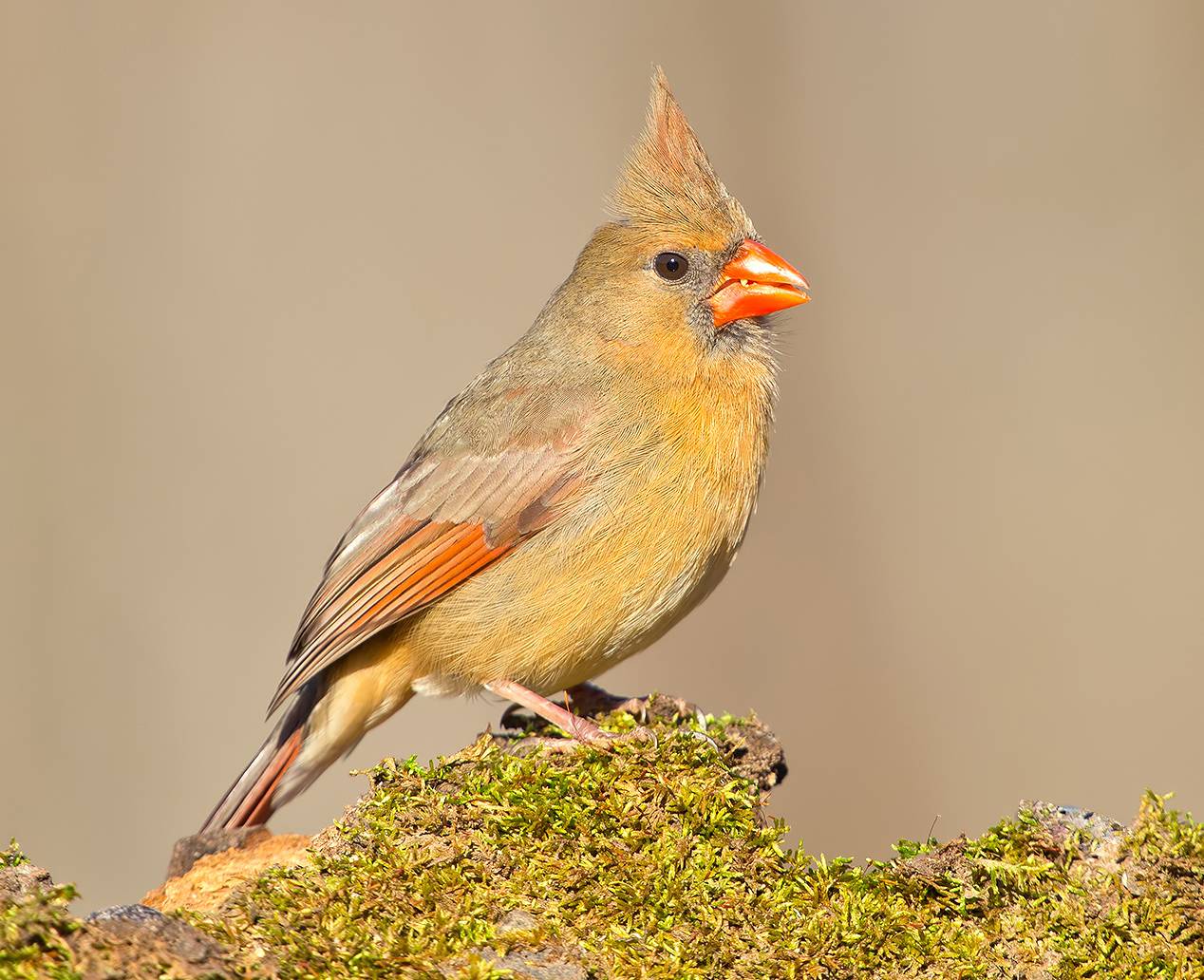 красный кардинал, northern cardinal, cardinal,кардинал, зима, Etkind Elizabeth