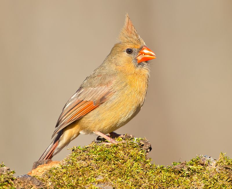 красный кардинал, northern cardinal, cardinal,кардинал, зима Female Northern Cardinal  - Cамка.Красный кардинал фото превью