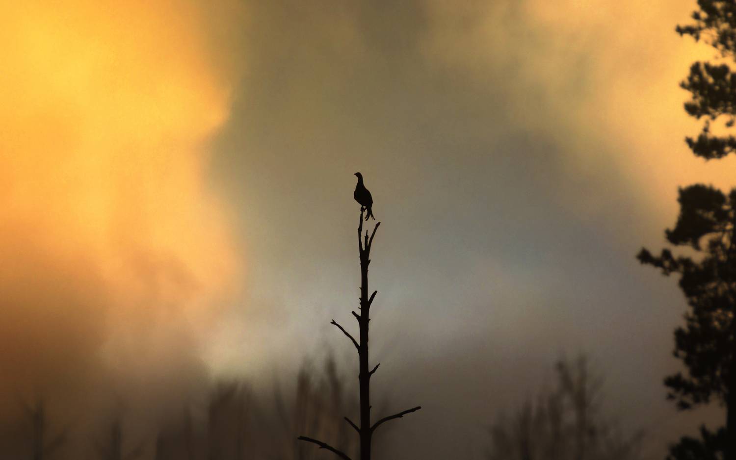 тетерев, косач, black grouse, Lyrurus tetrix, птица, дикая природа, bird, wild bird, птицы России, birdwatching, nature, wildlife photography, пейзаж, закат, evening light, golden hour, field, silhouette, sunset landscape, warm tones, Полина Шальнева