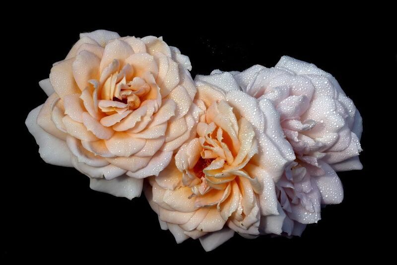 розы 15 июля в Коломенском фото превью