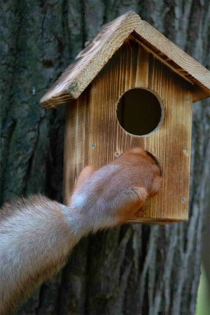 , Чудинин Дмитрий