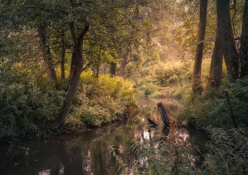 Лесная свежесть фото превью