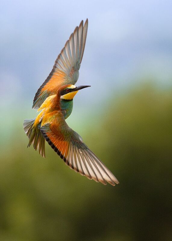 Bee-eater фото превью