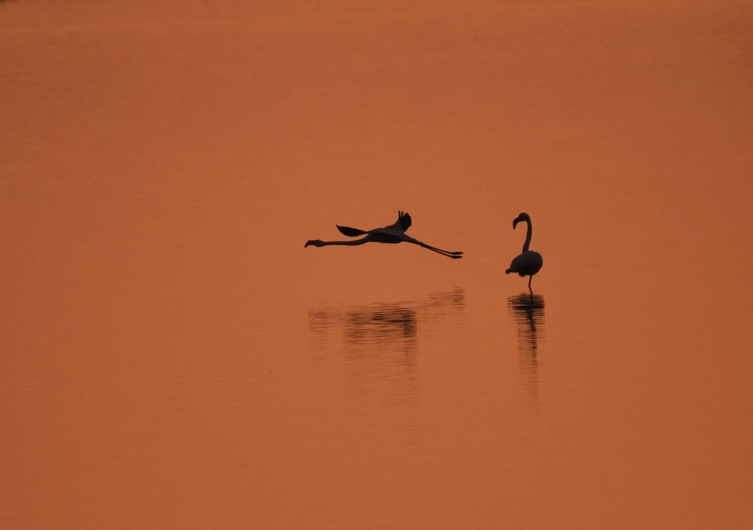 , Герчев Николай