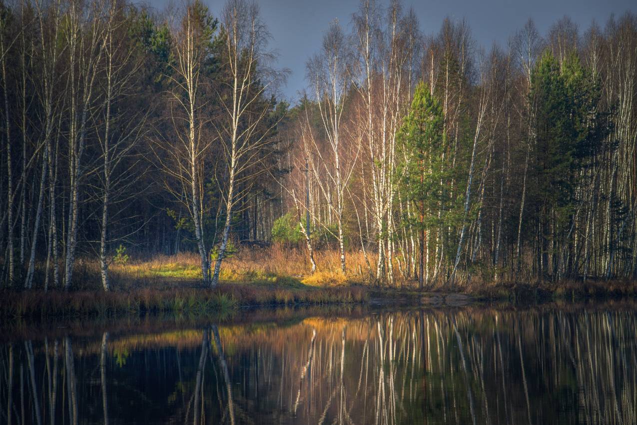 ноябрь черная порза серково, Алексеев Дмитрий