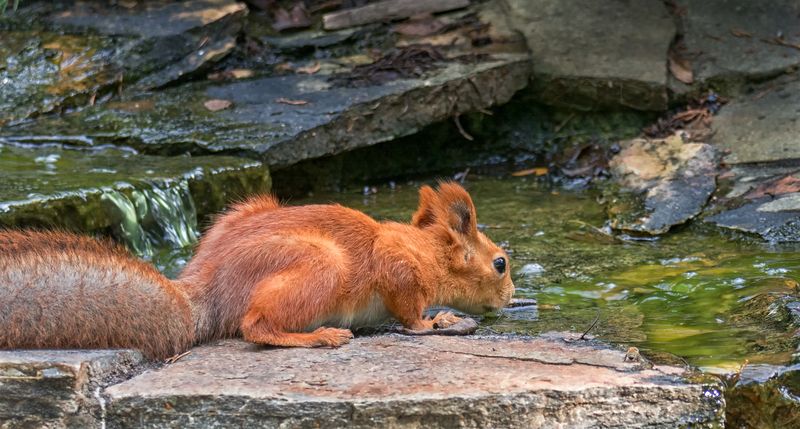 белка, лес, вода, Вода - это жизнь! 2 ФОТО. фото превью