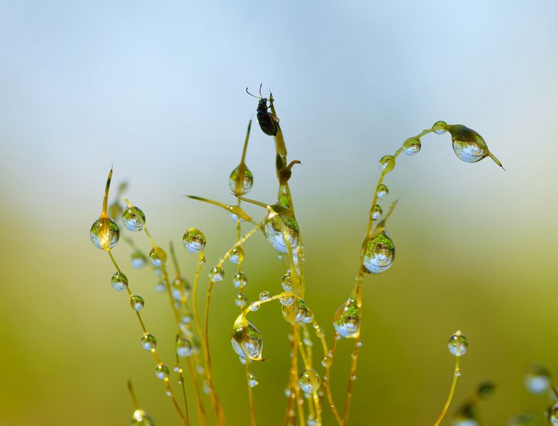 Капли и их хранитель фото превью