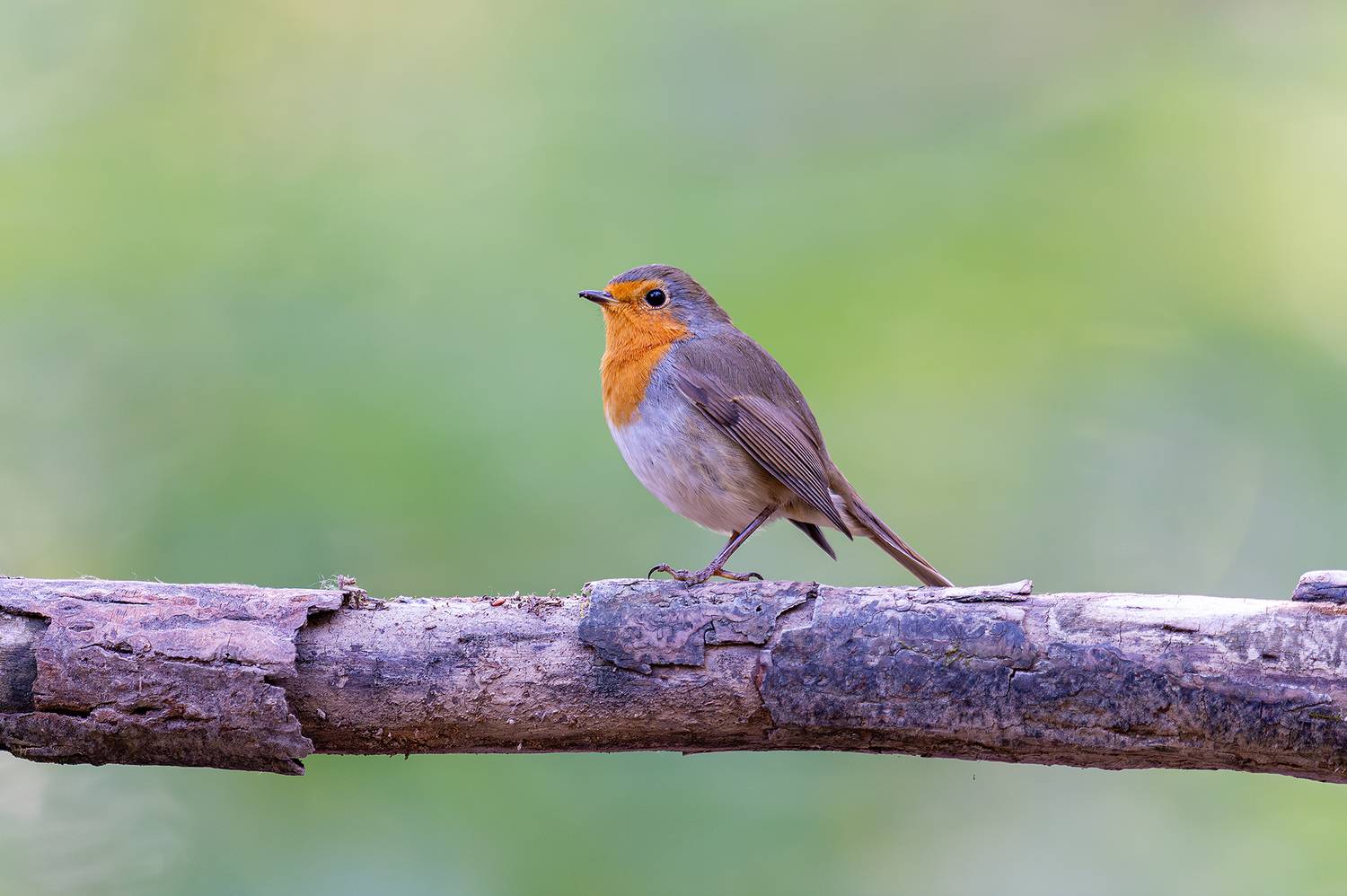 , Ангелов Андрей