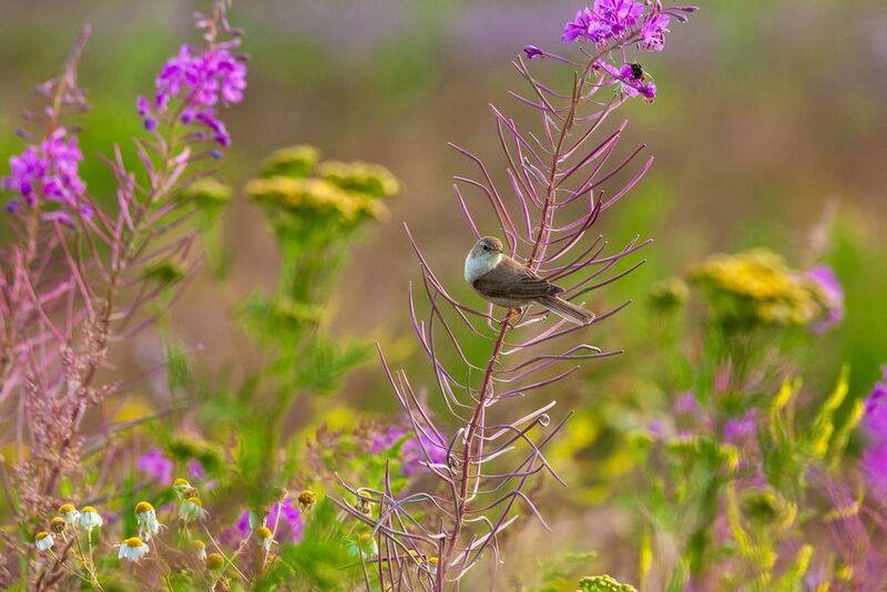 птицы, поле, цветы, природа, 5d, северная бормотушка, москва Середина лета фото превью