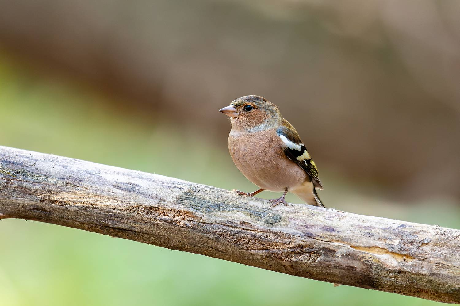 , Ангелов Андрей