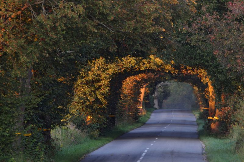 дорога, вечер, закат, деревья, калининградская область, road, evning Дорога зовёт! фото превью