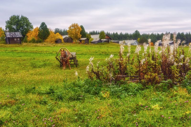 осень, сентябрь, деревня, дома, лошадь, деревья, трава, кусты, иван-чай, пинега Когда отцвёл иван-чай фото превью
