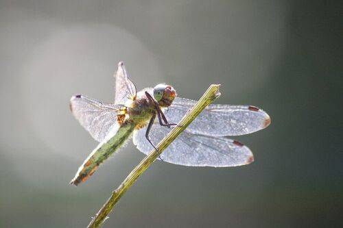 Стрекоза кроваво-красная