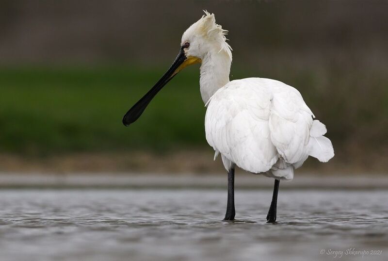 Колпица задумалась фото превью
