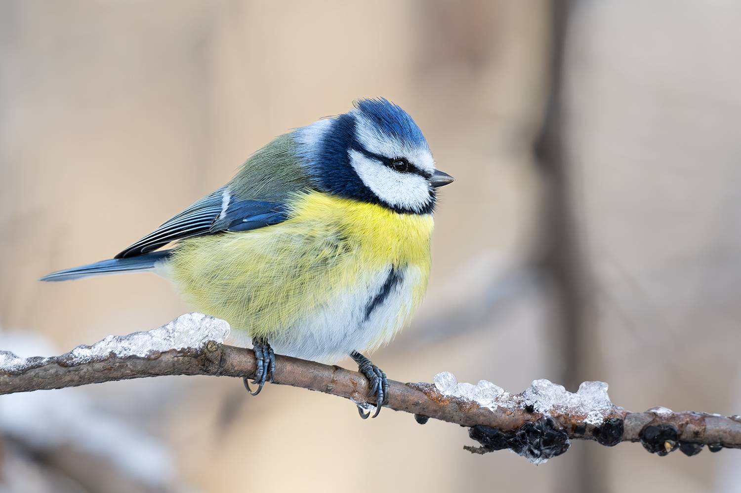 , Молодкин Дмитрий