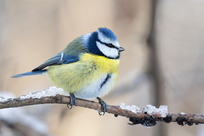 фото превью