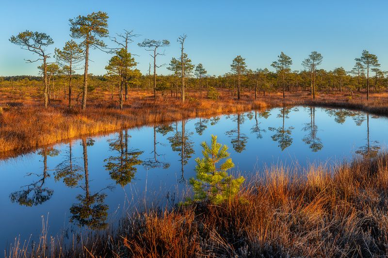 болото, утро, рассвет, природа, пейзаж, мухино, мухинское болото, пруд, ленинградская область, Сентябрьское утро на болоте. фото превью