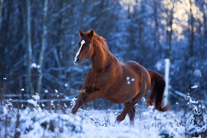 С первым снегом  фото превью