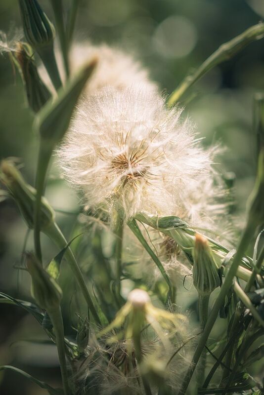 одуванчик, большой одуванчик Одуванчик сердит фото превью