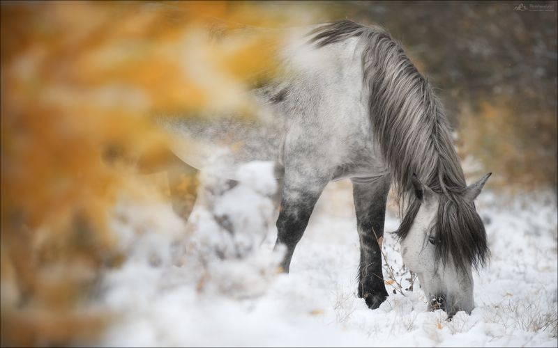 алтай, горный алтай, фототур на латай, фототуры по россии, фототуры 2026, осенний фототур на алтай Вкус тишины .. фото превью