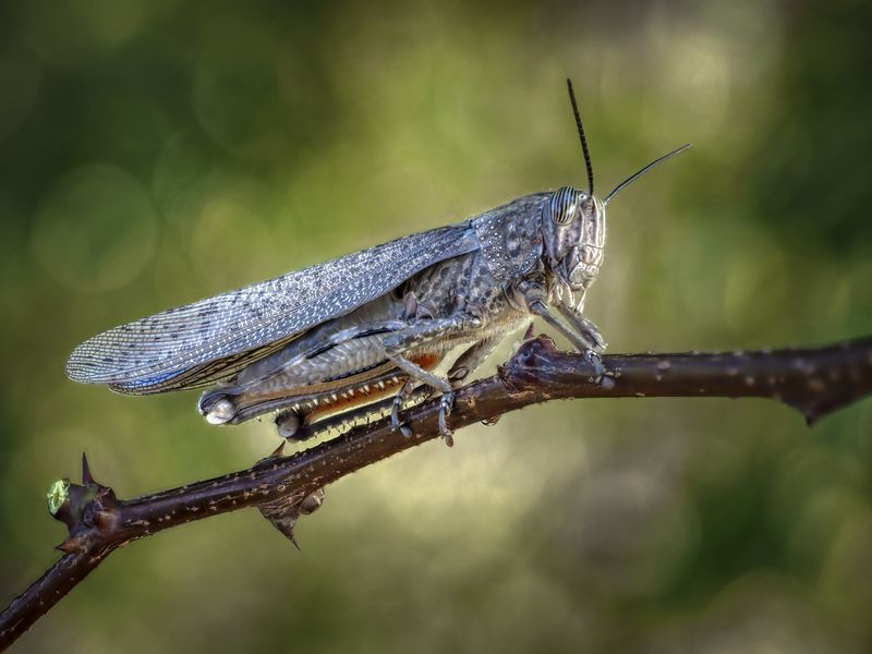 Саранча. фото превью
