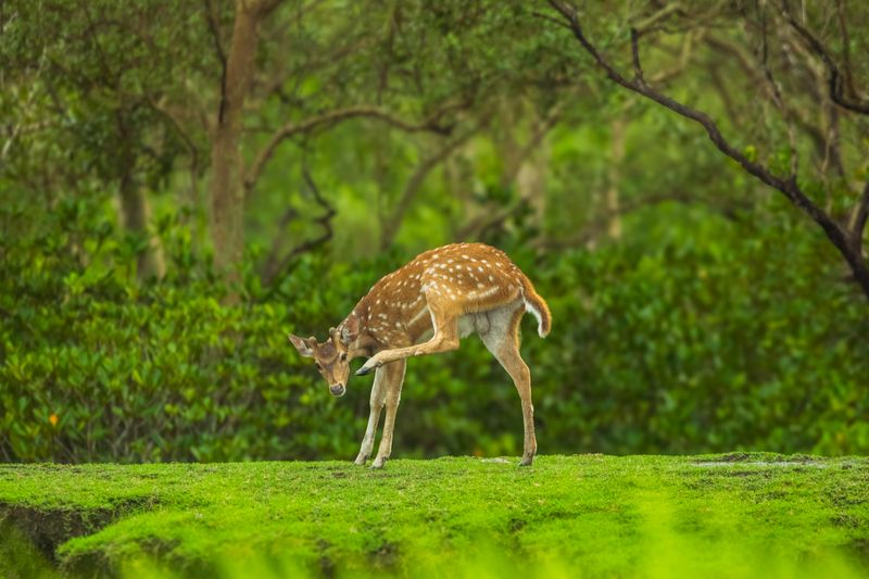 Spotted Deer фото превью