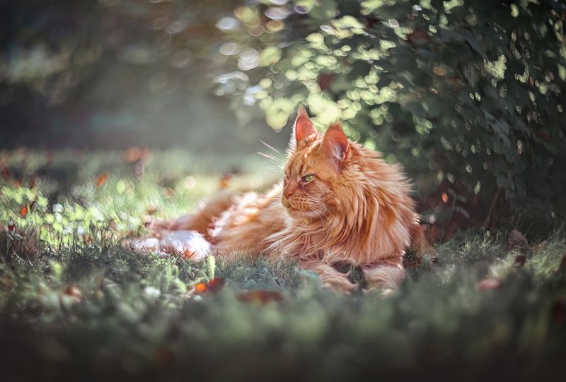 На солнышке фото превью