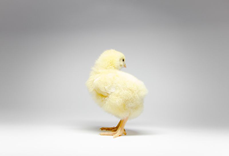 animal, chicken, portrait, white paper, yellow, feathers, young, beek, What !? фото превью