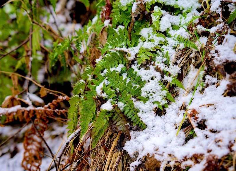 Первый снег фото превью